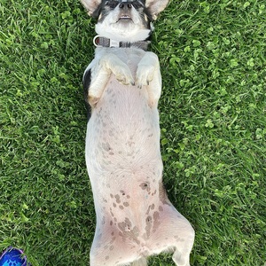 Fundraising Page: Rose Ryan